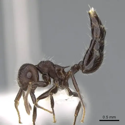 Crematogaster evallans specimen CASENT0914564 image casent0914564_3