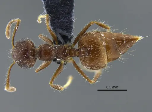 Crematogaster evallans specimen CBUMAGENT41937 image cbumagent41937_1