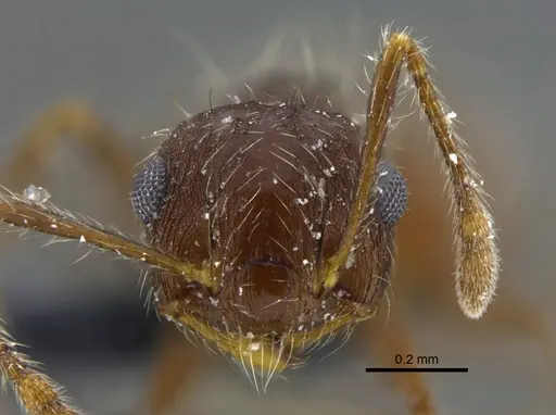 Crematogaster evallans specimen CBUMAGENT41937 image cbumagent41937_2