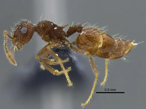 Crematogaster evallans specimen CBUMAGENT41937 image cbumagent41937_3