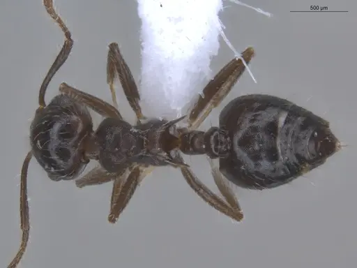 Crematogaster evallans specimen ECOFOG-KR23-0016-12 image ecofog-kr23-0016-12_1