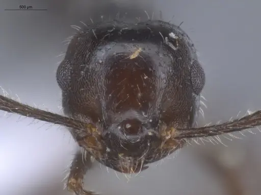 Crematogaster evallans specimen ECOFOG-KR23-0016-12 image ecofog-kr23-0016-12_2