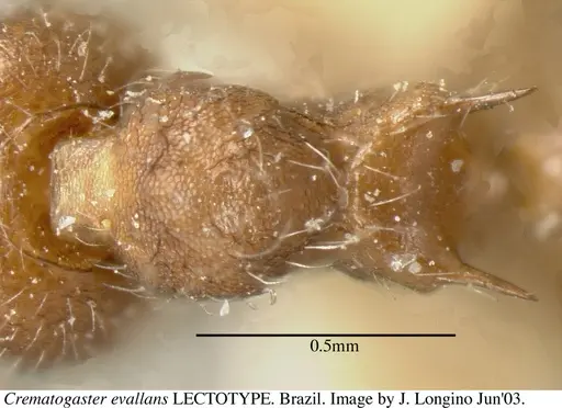 Crematogaster evallans specimen JTL055944 image jtl055944_1