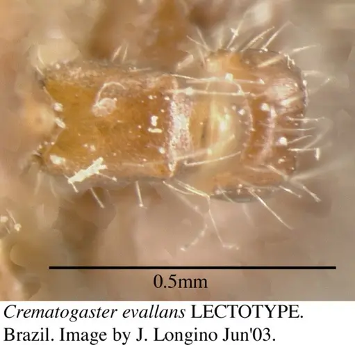 Crematogaster evallans specimen JTL055944 image jtl055944_2