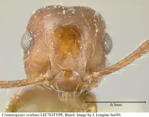 Crematogaster evallans specimen JTL055944 image jtl055944_3