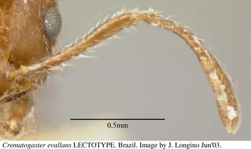 Crematogaster evallans specimen JTL055944 image jtl055944_4