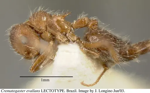 Crematogaster evallans specimen JTL055944 image jtl055944_5