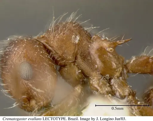 Crematogaster evallans specimen JTL055944 image jtl055944_6
