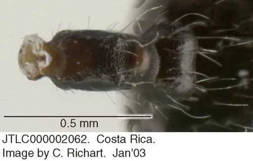 Crematogaster evallans specimen JTLC000002062 image jtlc000002062_1