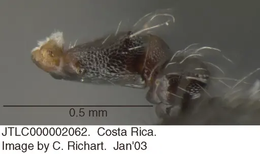 Crematogaster evallans specimen JTLC000002062 image jtlc000002062_2