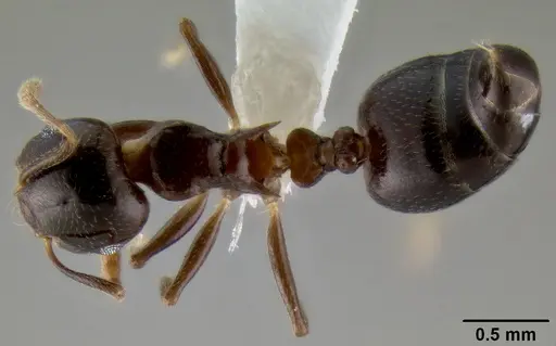 Crematogaster excisa specimen CASENT0193753 image casent0193753_1