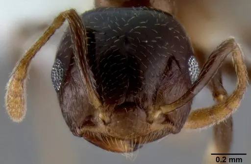 Crematogaster excisa specimen CASENT0193753 image casent0193753_2