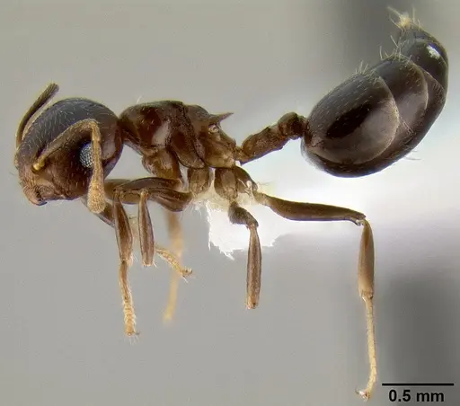 Crematogaster excisa specimen CASENT0193753 image casent0193753_3