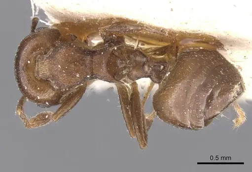 Crematogaster excisa specimen CASENT0912668 image casent0912668_1