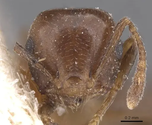 Crematogaster excisa specimen CASENT0912668 image casent0912668_2