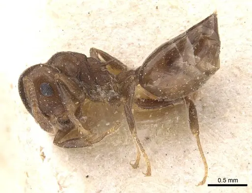 Crematogaster excisa specimen CASENT0912668 image casent0912668_3