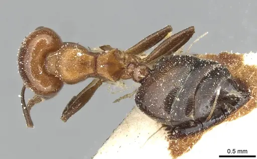 Crematogaster excisa specimen CASENT0915373 image casent0915373_1