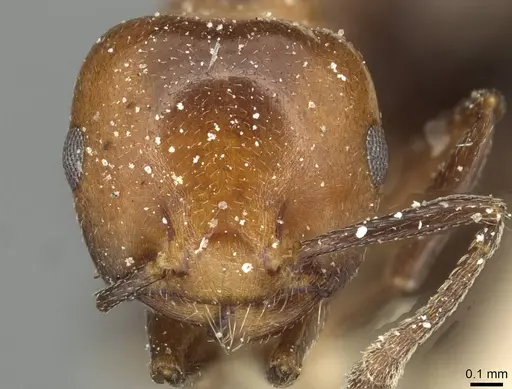 Crematogaster excisa specimen CASENT0915373 image casent0915373_2