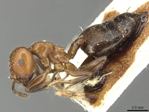 Crematogaster excisa specimen CASENT0915373 image casent0915373_3