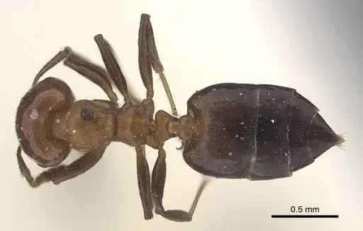 Crematogaster excisa specimen CASENT0919666 image casent0919666_1