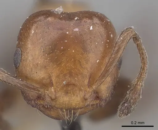 Crematogaster excisa specimen CASENT0919666 image casent0919666_2