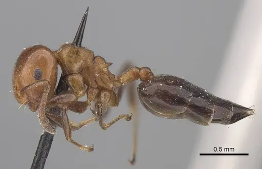 Crematogaster excisa specimen CASENT0919666 image casent0919666_3