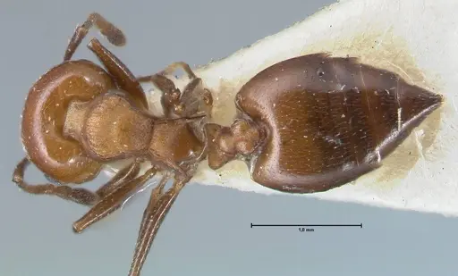 Crematogaster excisa specimen FOCOL1499 image focol1499_1