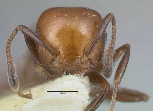 Crematogaster excisa specimen FOCOL1499 image focol1499_2