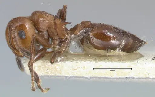 Crematogaster excisa specimen FOCOL1499 image focol1499_3