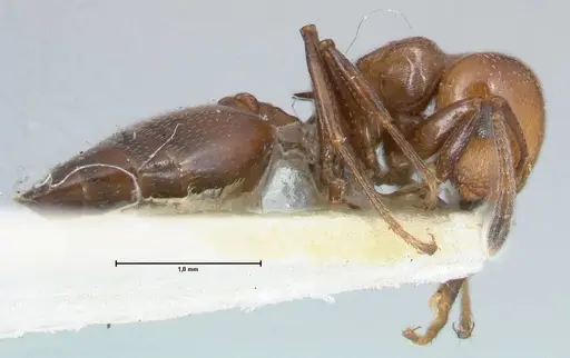 Crematogaster excisa specimen FOCOL1499 image focol1499_4