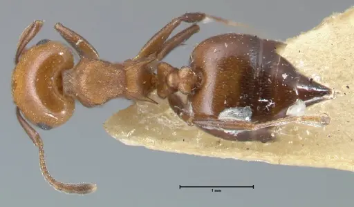 Crematogaster excisa specimen FOCOL1500 image focol1500_1
