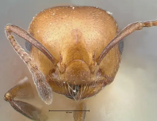 Crematogaster excisa specimen FOCOL1500 image focol1500_2