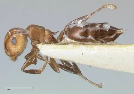 Crematogaster excisa specimen FOCOL1500 image focol1500_3