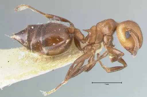 Crematogaster excisa specimen FOCOL1500 image focol1500_4
