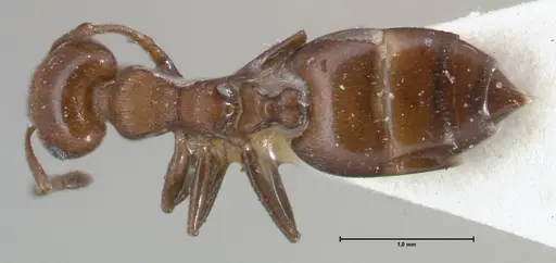 Crematogaster excisa specimen FOCOL1501 image focol1501_1