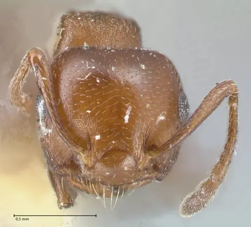 Crematogaster excisa specimen FOCOL1501 image focol1501_2