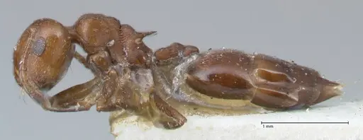 Crematogaster excisa specimen FOCOL1501 image focol1501_3