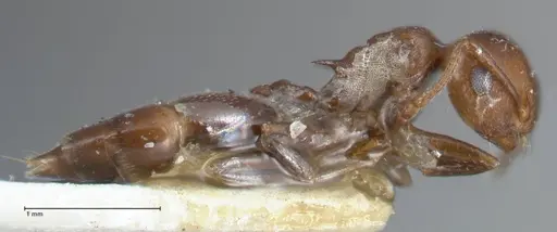 Crematogaster excisa specimen FOCOL1501 image focol1501_4