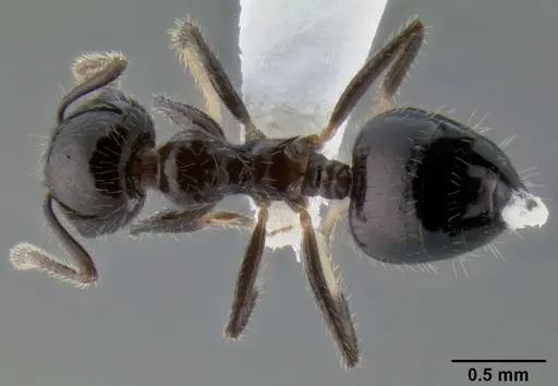 Crematogaster ferrarii specimen CASENT0193918 image casent0193918_1