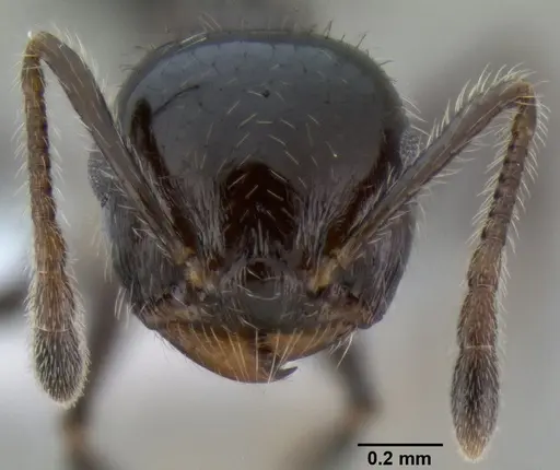 Crematogaster ferrarii specimen CASENT0193918 image casent0193918_2