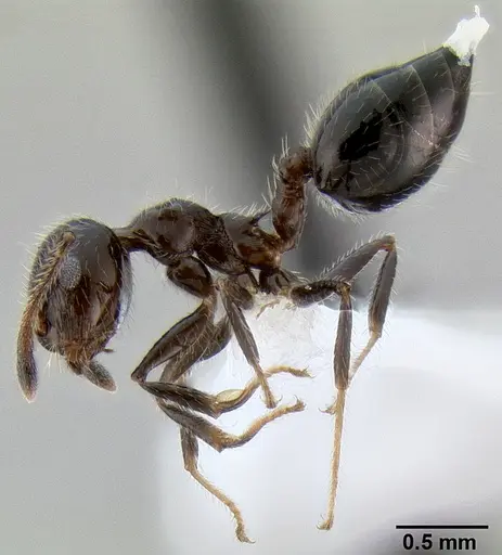 Crematogaster ferrarii specimen CASENT0193918 image casent0193918_3