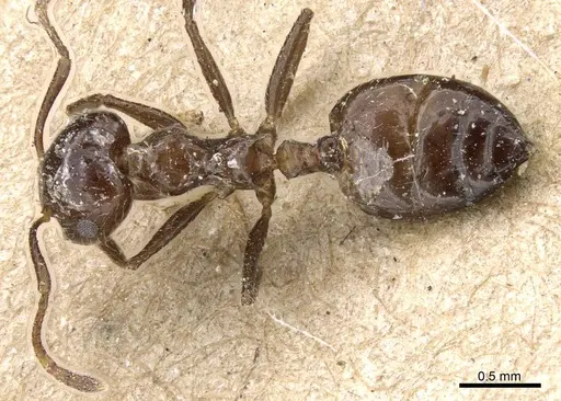 Crematogaster ferrarii specimen CASENT0905373 image casent0905373_1