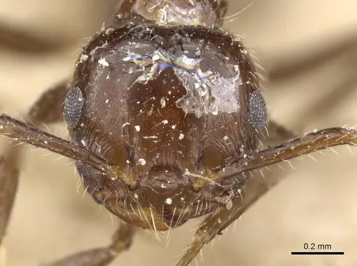Crematogaster ferrarii specimen CASENT0905373 image casent0905373_2