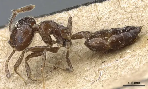 Crematogaster ferrarii specimen CASENT0905373 image casent0905373_3