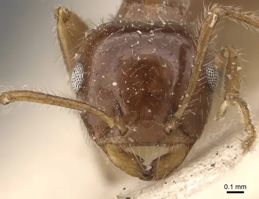 Crematogaster ferrarii specimen CASENT0908580 image casent0908580_2