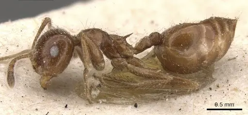 Crematogaster ferrarii specimen CASENT0908580 image casent0908580_3
