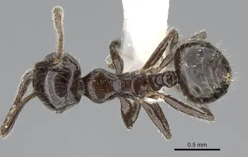 Crematogaster ferrarii specimen CASENT0919940 image casent0919940_1