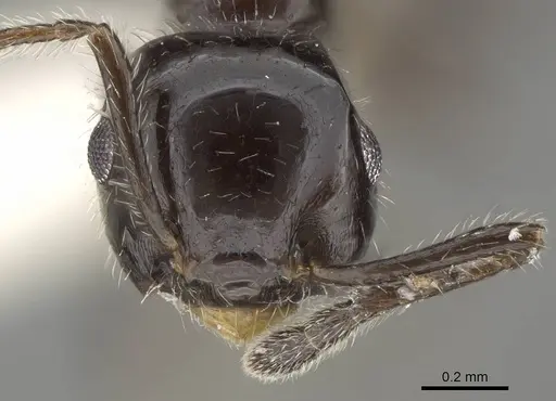 Crematogaster ferrarii specimen CASENT0919940 image casent0919940_2