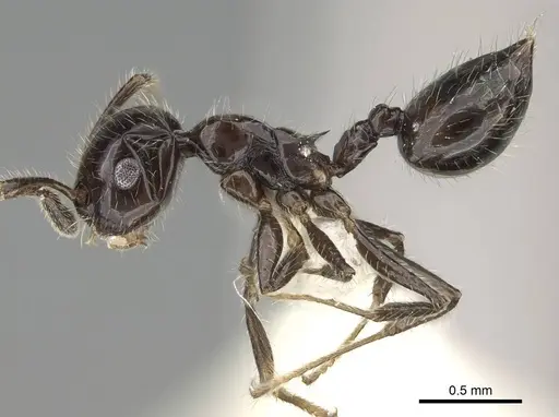 Crematogaster ferrarii specimen CASENT0919940 image casent0919940_3