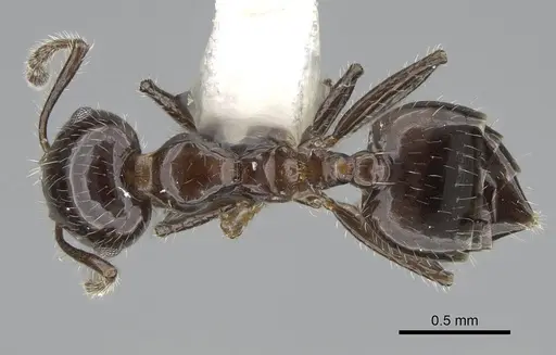 Crematogaster ferrarii specimen CASENT0919948 image casent0919948_1